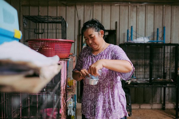 Welche Hundeaktivit√§ten sind ideal um meinen Hund fit zu halten?