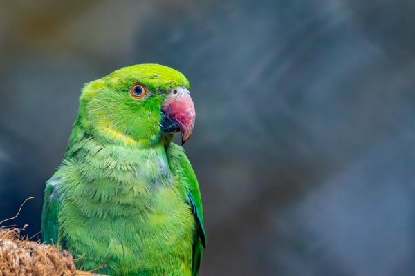 Welche Bedeutung hat das Schnurren für Katzen?