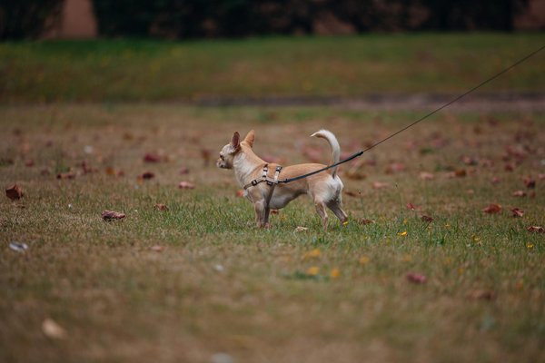 Welche Katzenrassen eignen sich am besten für Familien mit Kindern?